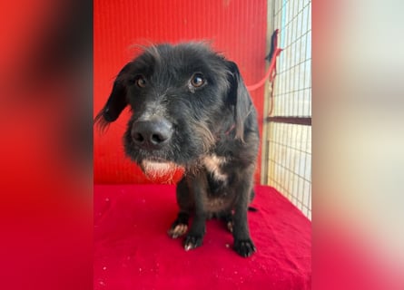 ❤️❤️❤️ zarte Hundeseele DARKA - 1,5 Jahre, 43cm - Schnauzer-Mix