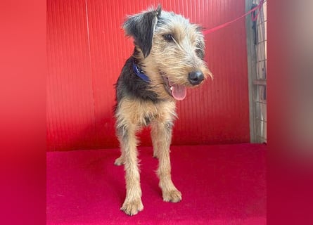 ❤️❤️❤️ liebenswerter Lausbub BODI - 7 Monate, 42cm/12kg - Schnauzer/Foxi