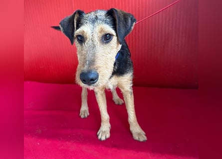 superlieber Lausbub BERRY - 7 Monate, 42cm/12kg - Schnauzer-Foxi-Mix