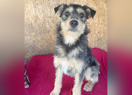 ❤️❤️❤️ lieber Schmusebär TWIX - 2,5 Jahre, 45cm/12kg - Schnauzer-Mischling