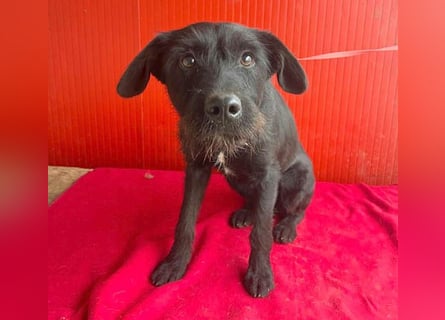 ❤️❤️❤️ süße Schnauzerine KIRA - 1 Jahr, 42cm/14kg