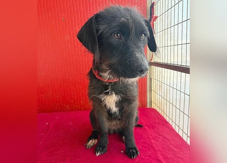 ❤️❤️❤️ zarte Hundeseele DARKA - 1,5 Jahre, 43cm - Schnauzer-Mix