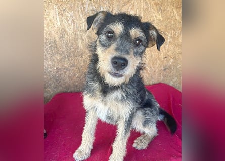 ❤️❤️❤️ lieber Schmusebär TWIX - 2,5 Jahre, 45cm/12kg - Schnauzer-Mischling