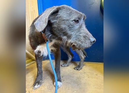 ❤️❤️❤️  liebebedürftige KEA - 6 Jahre, 46cm/17kg - Schnauzer-Mix