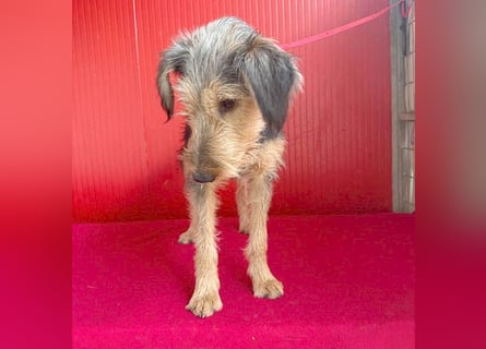 ❤️❤️❤️ liebenswerter Lausbub BODI - 7 Monate, 42cm/12kg - Schnauzer/Foxi