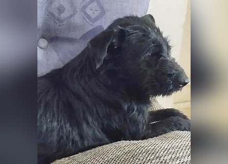 superlieber Schmusebär MIKO - 1,5 Jahre, 42cm/14kg