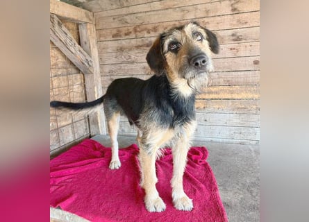 ❤️ superlieber Familienhund MATYI - 2 Jahre, 50cm/20kg - Schnauzer-Mix