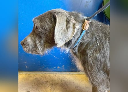 ❤️❤️❤️  liebebedürftige KEA - 6 Jahre, 46cm/17kg - Schnauzer-Mix