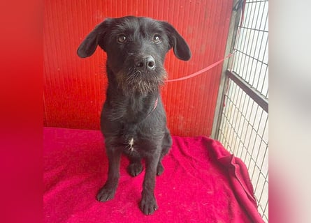 ❤️❤️❤️ süße Schnauzerine KIRA - 1 Jahr, 42cm/14kg