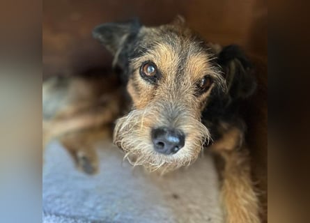 BERCI sucht ein großes Herz - 12,5 Jahre, 42cm/12kg - Schnauzer-Foxi-Mix