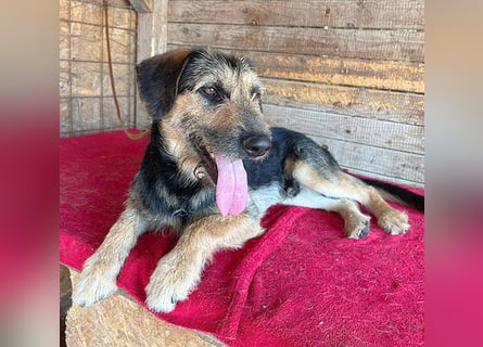 ❤️ superlieber Familienhund MATYI - 2 Jahre, 50cm/20kg - Schnauzer-Mix