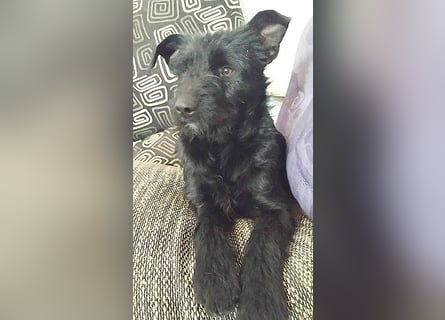 superlieber Schmusebär MIKO - 1,5 Jahre, 42cm/14kg