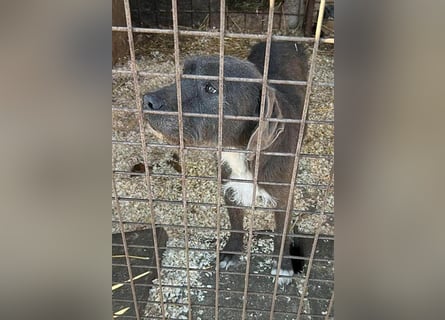 ❤️❤️❤️  liebebedürftige KEA - 6 Jahre, 46cm/17kg - Schnauzer-Mix