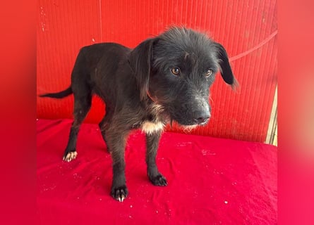 ❤️❤️❤️ zarte Hundeseele DARKA - 1,5 Jahre, 43cm - Schnauzer-Mix