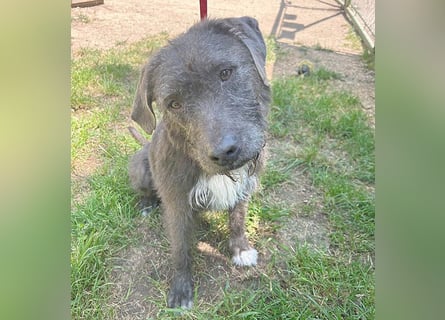 ❤️❤️❤️  liebebedürftige KEA - 6 Jahre, 46cm/17kg - Schnauzer-Mix