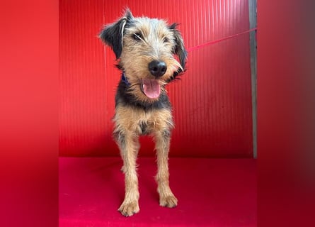 ❤️❤️❤️ liebenswerter Lausbub BODI - 7 Monate, 42cm/12kg - Schnauzer/Foxi