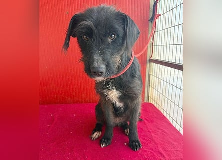 ❤️❤️❤️ zarte Hundeseele DARKA - 1,5 Jahre, 43cm - Schnauzer-Mix