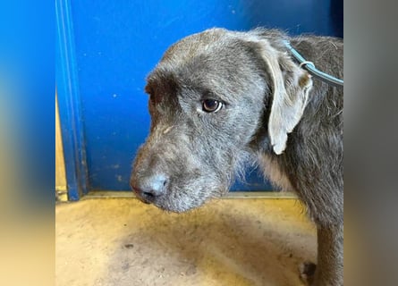 ❤️❤️❤️  liebebedürftige KEA - 6 Jahre, 46cm/17kg - Schnauzer-Mix