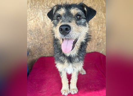 ❤️❤️❤️ lieber Schmusebär TWIX - 2,5 Jahre, 45cm/12kg - Schnauzer-Mischling