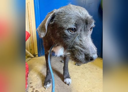 ❤️❤️❤️  liebebedürftige KEA - 6 Jahre, 46cm/17kg - Schnauzer-Mix