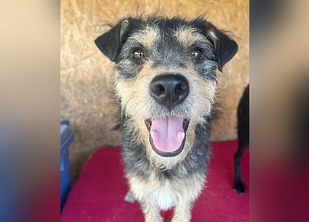 ❤️❤️❤️ lieber Schmusebär TWIX - 2,5 Jahre, 45cm/12kg - Schnauzer-Mischling