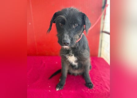 ❤️❤️❤️ zarte Hundeseele DARKA - 1,5 Jahre, 43cm - Schnauzer-Mix