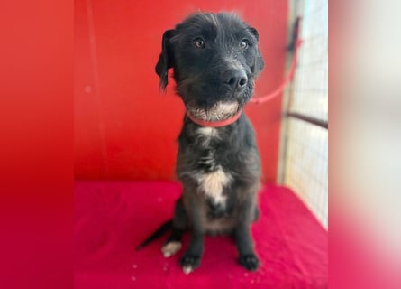❤️❤️❤️ zarte Hundeseele DARKA - 1,5 Jahre, 43cm - Schnauzer-Mix