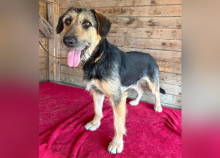 ❤️ superlieber Familienhund MATYI - 2 Jahre, 50cm/20kg - Schnauzer-Mix