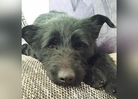 superlieber Schmusebär MIKO - 1,5 Jahre, 42cm/14kg