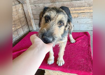 ❤️ superlieber Familienhund MATYI - 2 Jahre, 50cm/20kg - Schnauzer-Mix