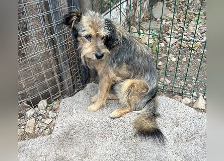 BERCI sucht ein großes Herz - 12,5 Jahre, 42cm/12kg - Schnauzer-Foxi-Mix
