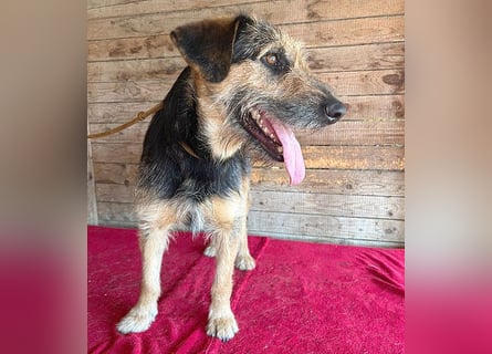 ❤️ superlieber Familienhund MATYI - 2 Jahre, 50cm/20kg - Schnauzer-Mix