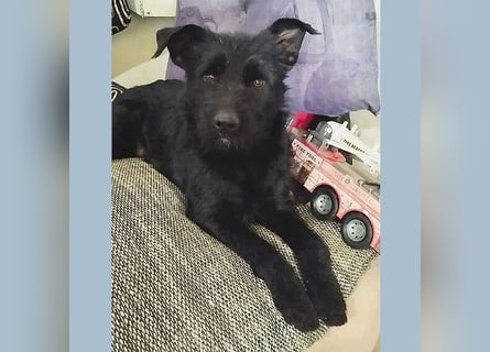 superlieber Schmusebär MIKO - 1,5 Jahre, 42cm/14kg