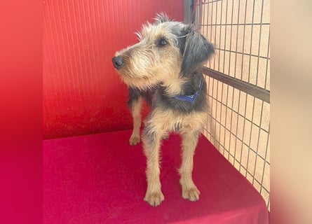 ❤️❤️❤️ liebenswerter Lausbub BODI - 7 Monate, 42cm/12kg - Schnauzer/Foxi