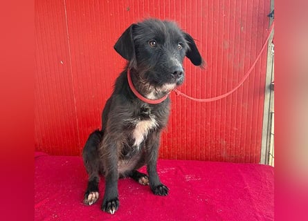 ❤️❤️❤️ zarte Hundeseele DARKA - 1,5 Jahre, 43cm - Schnauzer-Mix
