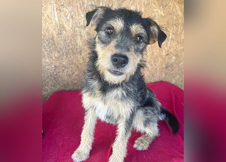 ❤️❤️❤️ lieber Schmusebär TWIX - 2,5 Jahre, 45cm/12kg - Schnauzer-Mischling