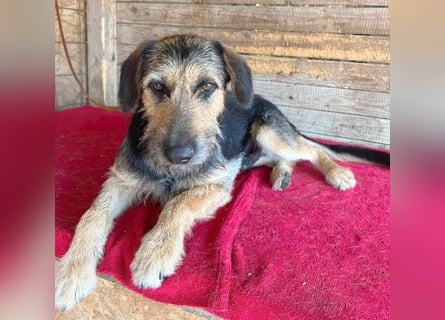 ❤️ superlieber Familienhund MATYI - 2 Jahre, 50cm/20kg - Schnauzer-Mix