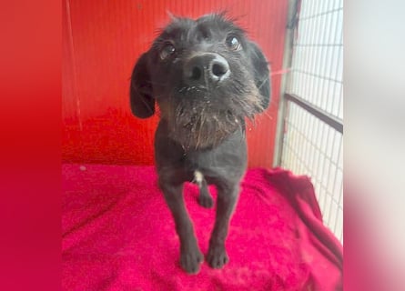 ❤️❤️❤️ süße Schnauzerine KIRA - 1 Jahr, 42cm/14kg