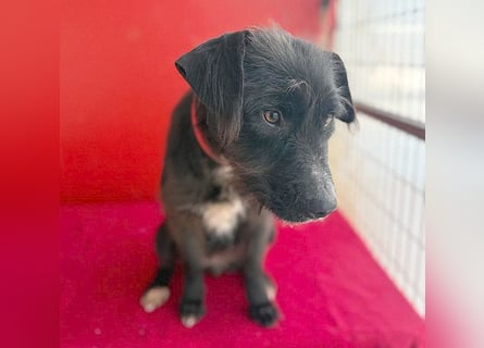 ❤️❤️❤️ zarte Hundeseele DARKA - 1,5 Jahre, 43cm - Schnauzer-Mix