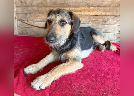 ❤️ superlieber Familienhund MATYI - 2 Jahre, 50cm/20kg - Schnauzer-Mix