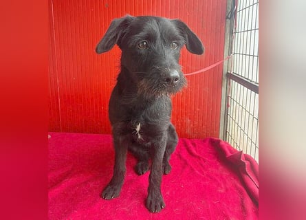 ❤️❤️❤️ süße Schnauzerine KIRA - 1 Jahr, 42cm/14kg