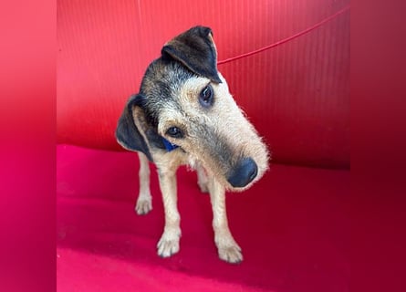 superlieber Lausbub BERRY - 7 Monate, 42cm/12kg - Schnauzer-Foxi-Mix