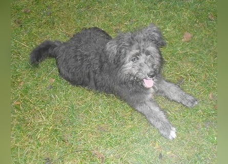 ❤️❤️❤️ kuschelige AMANI - 7 Monate, 45cm/später 48/50cm - Schnauzer-Pumi