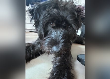 "Pumi“ – junge Schnauzer-Pumi-Mix Hündin sucht ländliches Zuhause