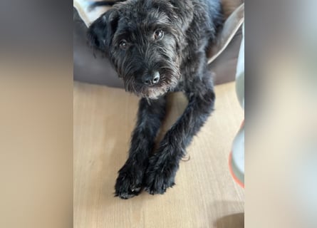 "Pumi“ – junge Schnauzer-Pumi-Mix Hündin sucht ländliches Zuhause
