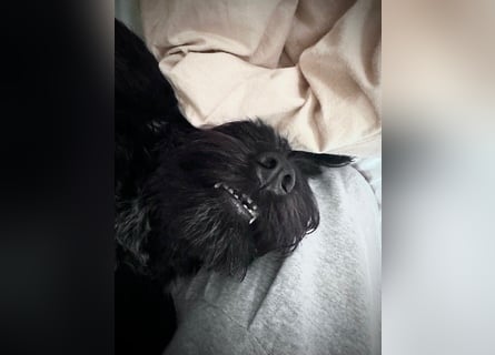 "Pumi“ – junge Schnauzer-Pumi-Mix Hündin sucht ländliches Zuhause