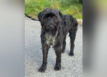 "Pumi“ – junge Schnauzer-Pumi-Mix Hündin sucht ländliches Zuhause