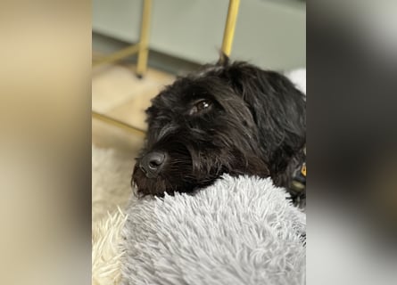 "Pumi“ – junge Schnauzer-Pumi-Mix Hündin sucht ländliches Zuhause
