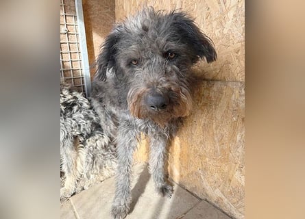 zarte Seele KONCI - 2 Jahre, 55cm - Schnauzer-Mix