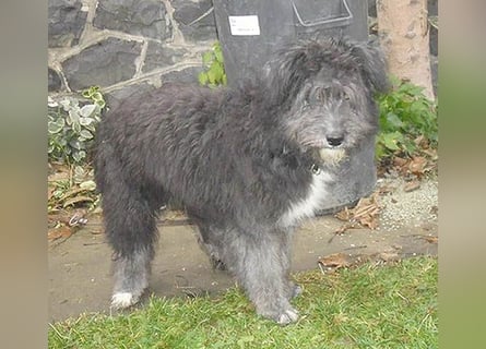kuschelige AMANI - 6 Monate, 45cm/später 54cm - Schnauzer-Pumi